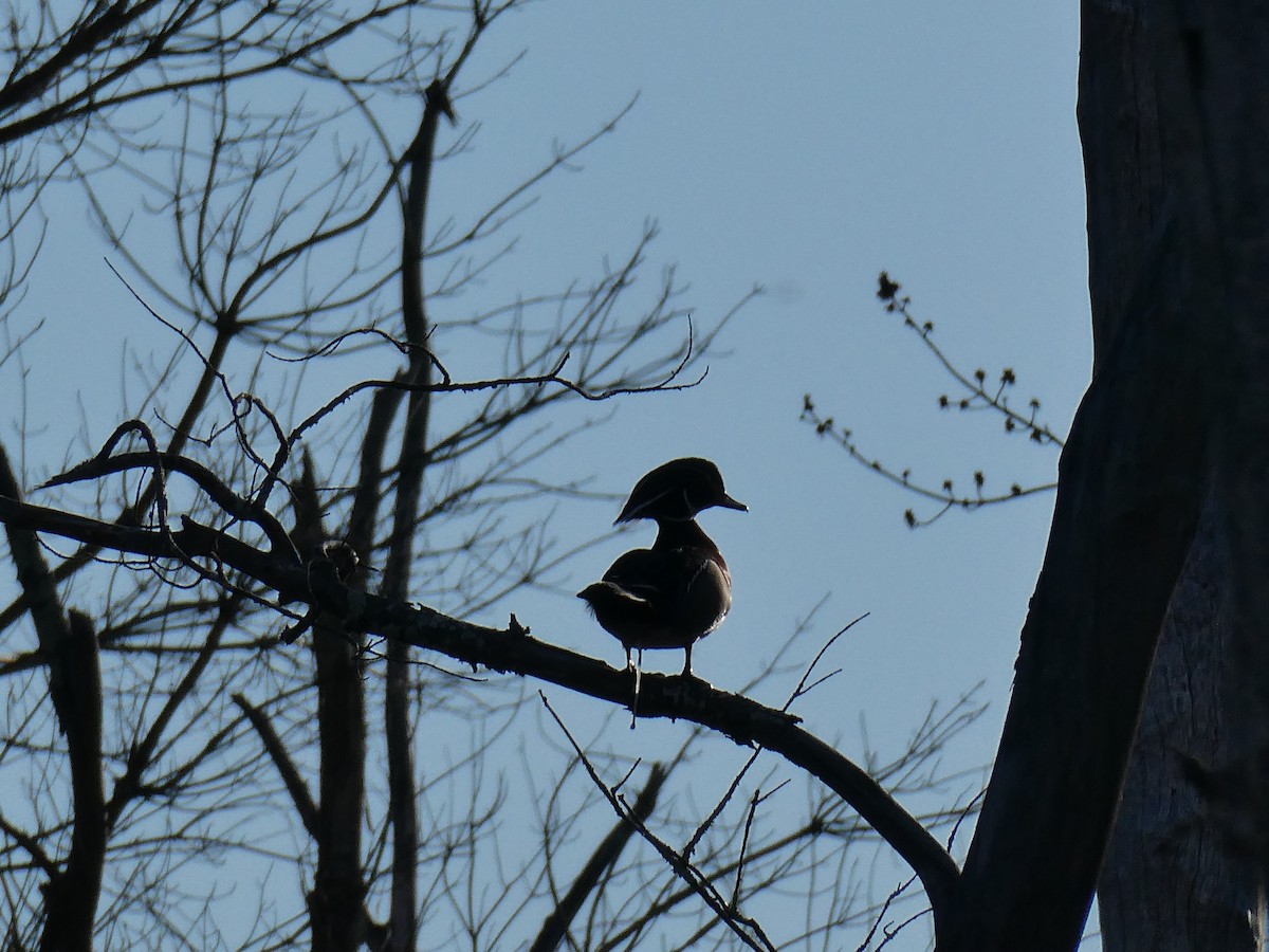 Wood Duck - ML617516639