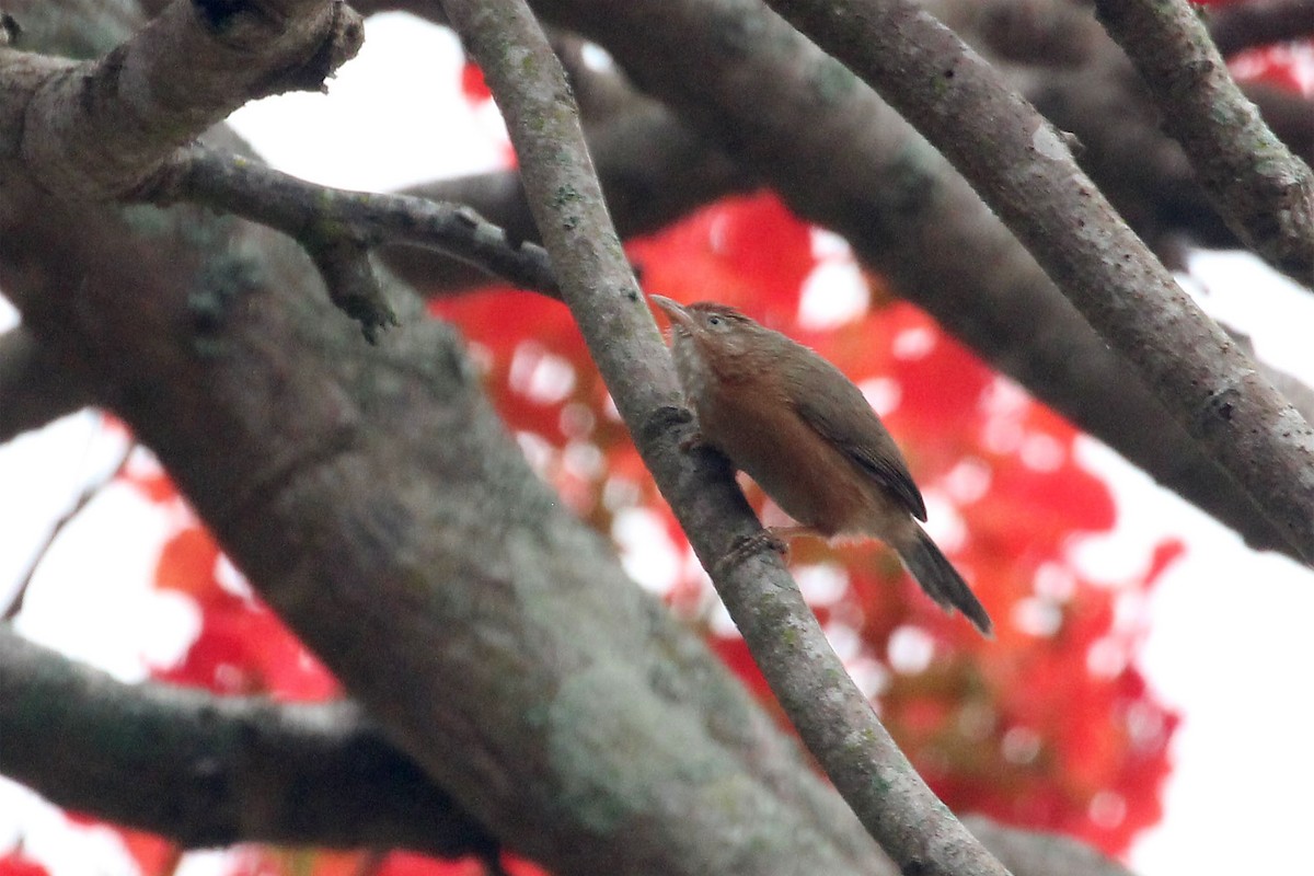 Tawny-bellied Babbler - ML617516647