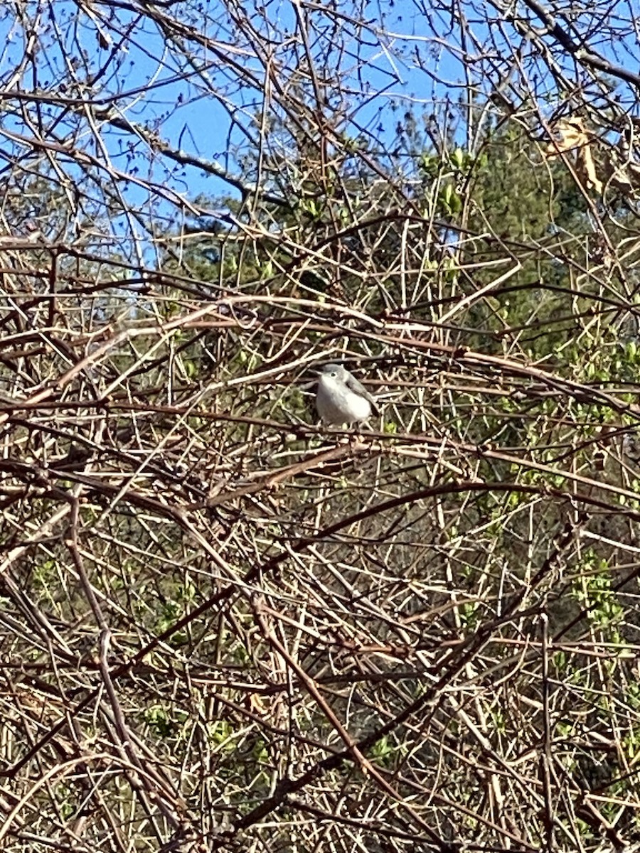 Blue-gray Gnatcatcher - ML617516665