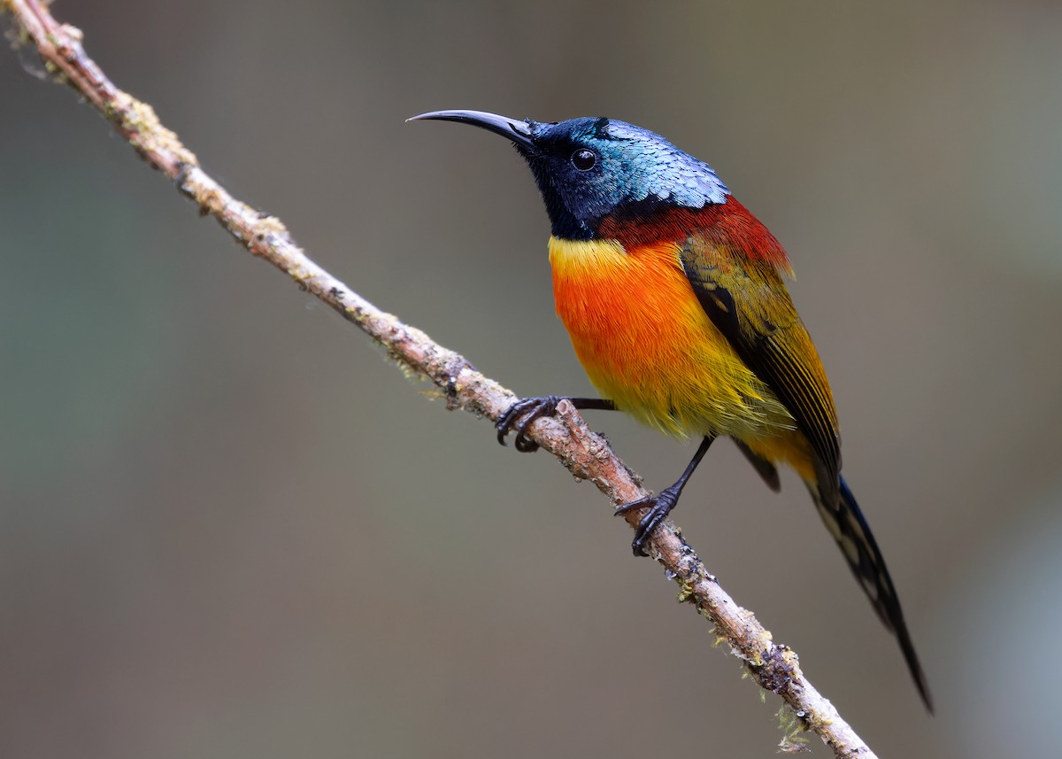 Green-tailed Sunbird (Doi Inthanon) - ML617516673