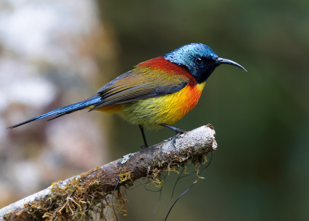 Green-tailed Sunbird (Doi Inthanon) - ML617516675