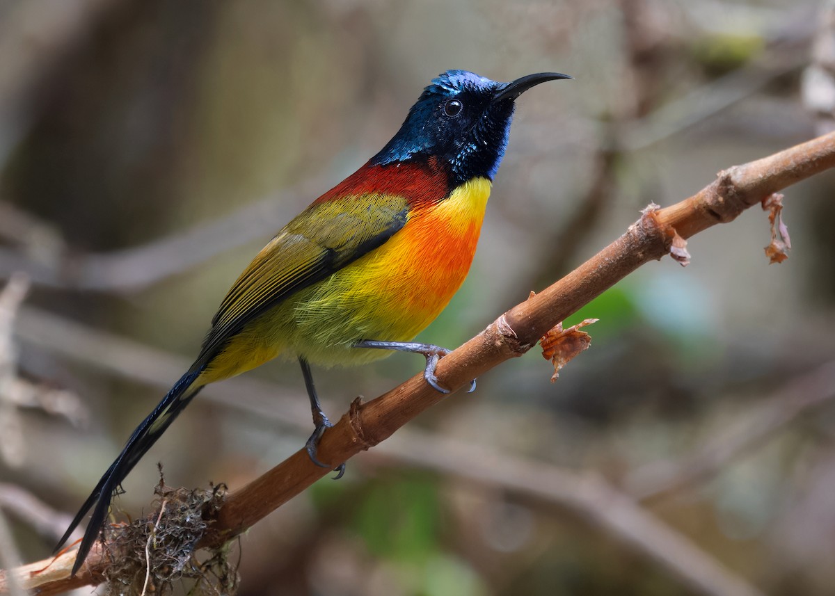 Grünschwanz-Nektarvogel (angkanensis) - ML617516676