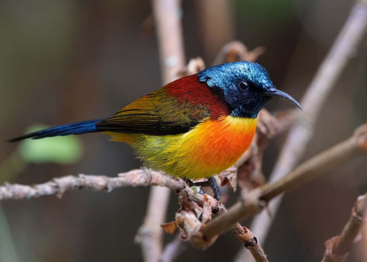 Green-tailed Sunbird (Doi Inthanon) - ML617516678