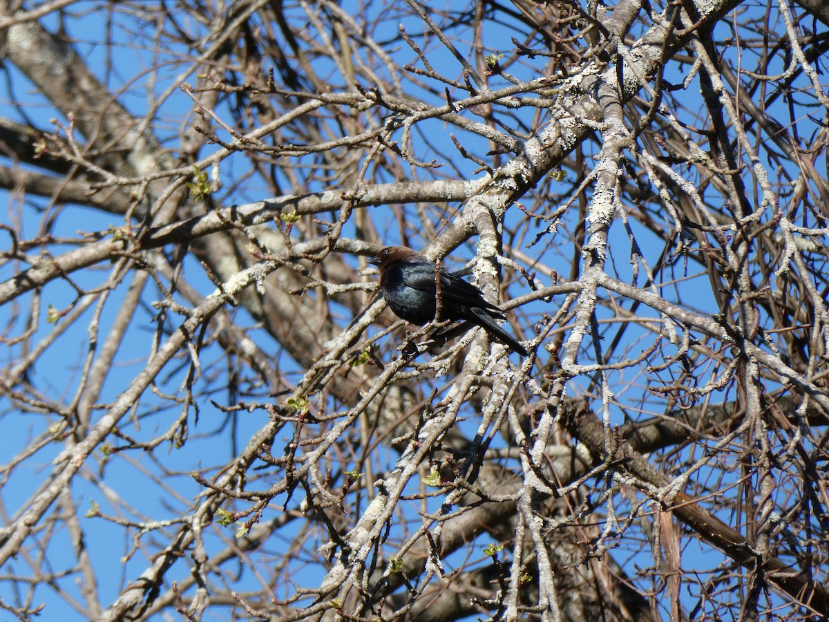 Brown-headed Cowbird - ML617516712