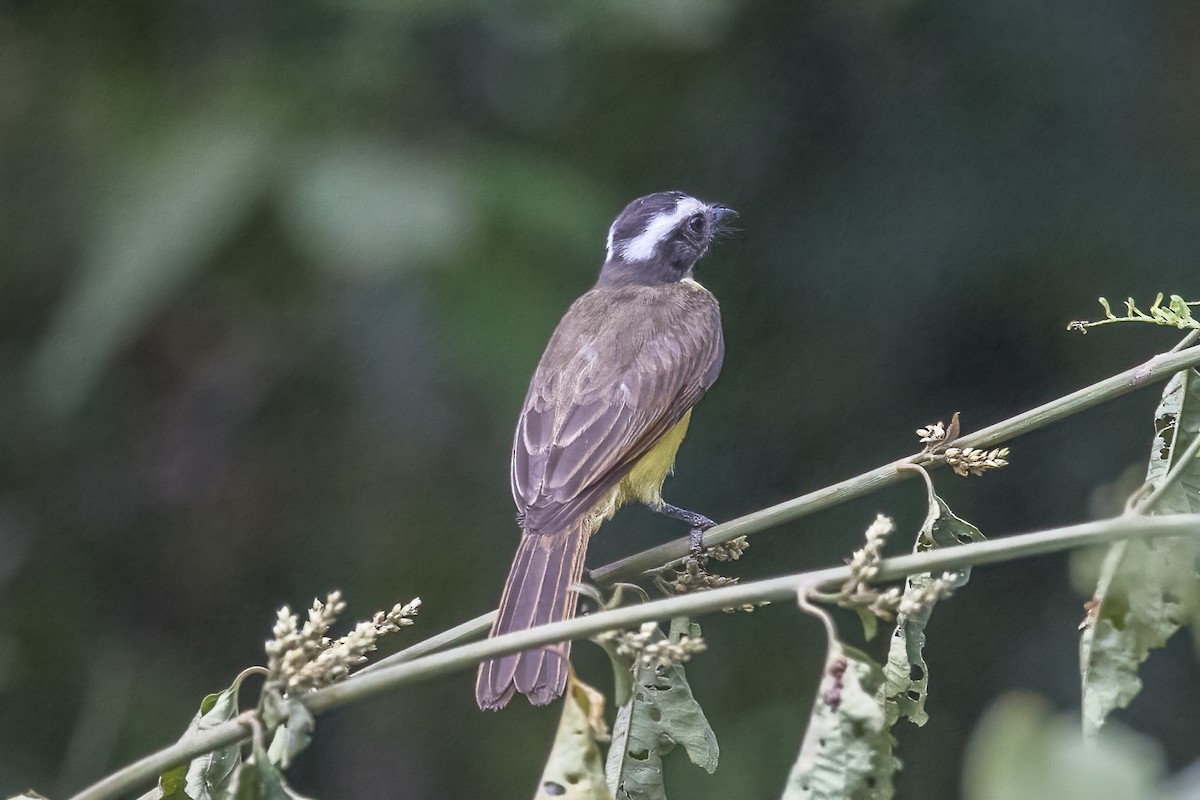 Rusty-margined Flycatcher - ML617516718