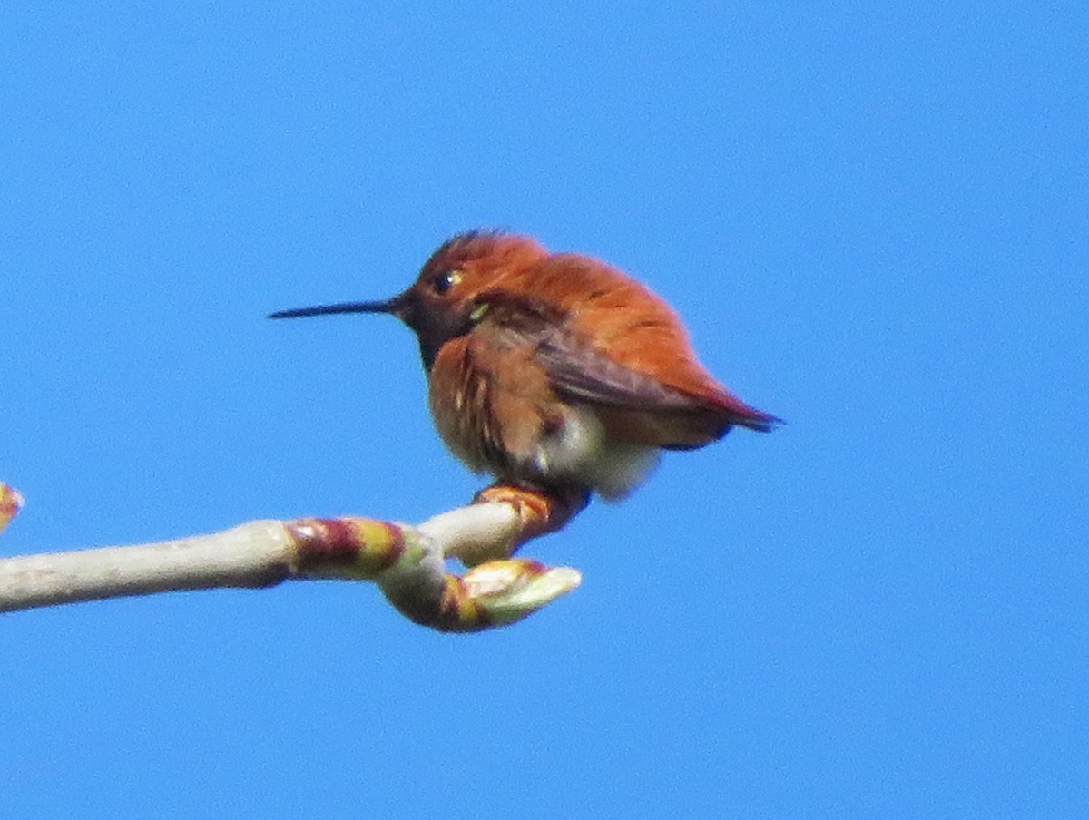 Rufous Hummingbird - Am Ke