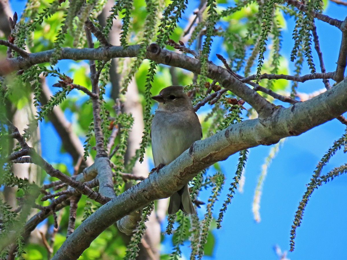 Common Chaffinch - ML617516759