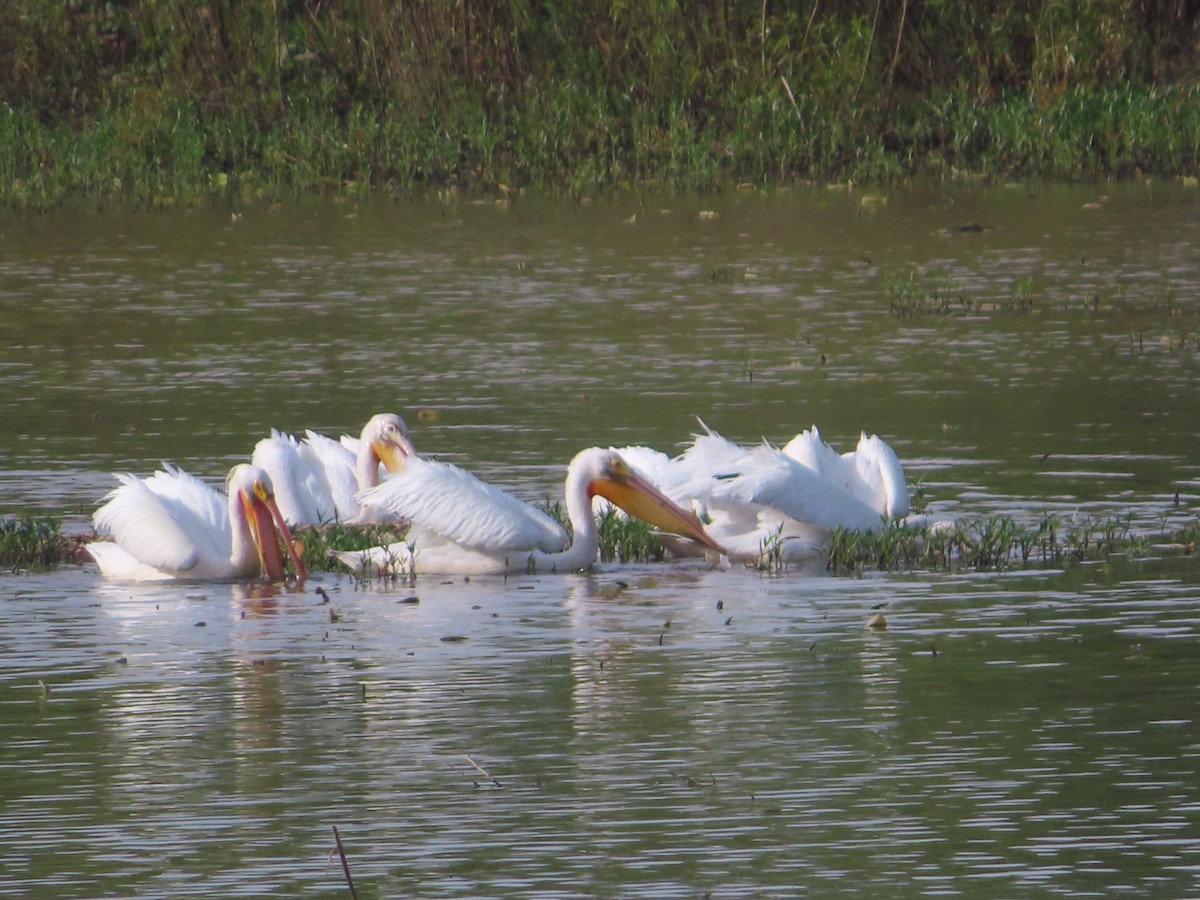 American White Pelican - ML617516762