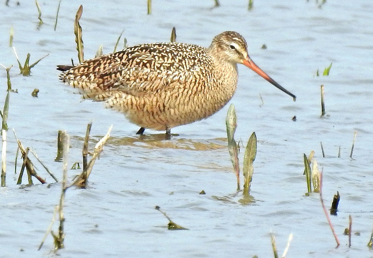 Marbled Godwit - ML617516769