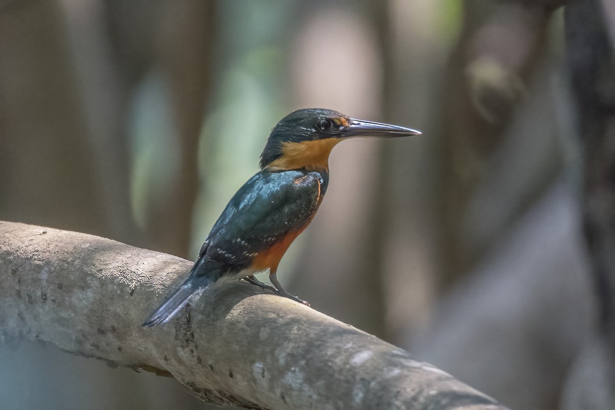 American Pygmy Kingfisher - ML617516775