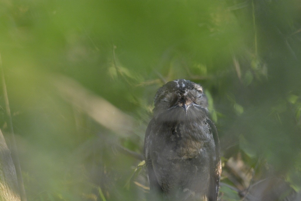 Northern Potoo - ML617516840
