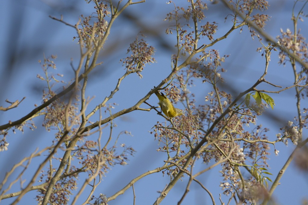 Nashville Warbler - ML617516844
