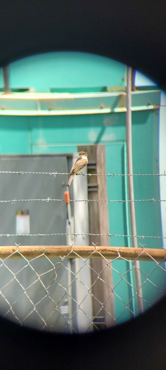 Eastern Phoebe - ML617516861