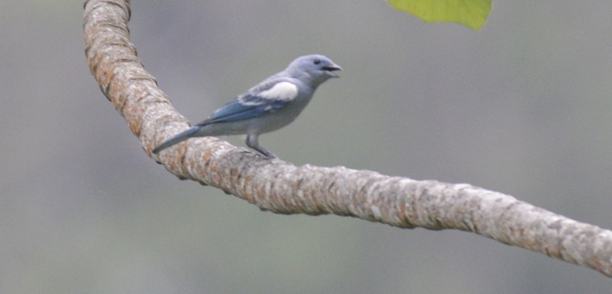 Blue-gray Tanager - Spencer Vanderhoof