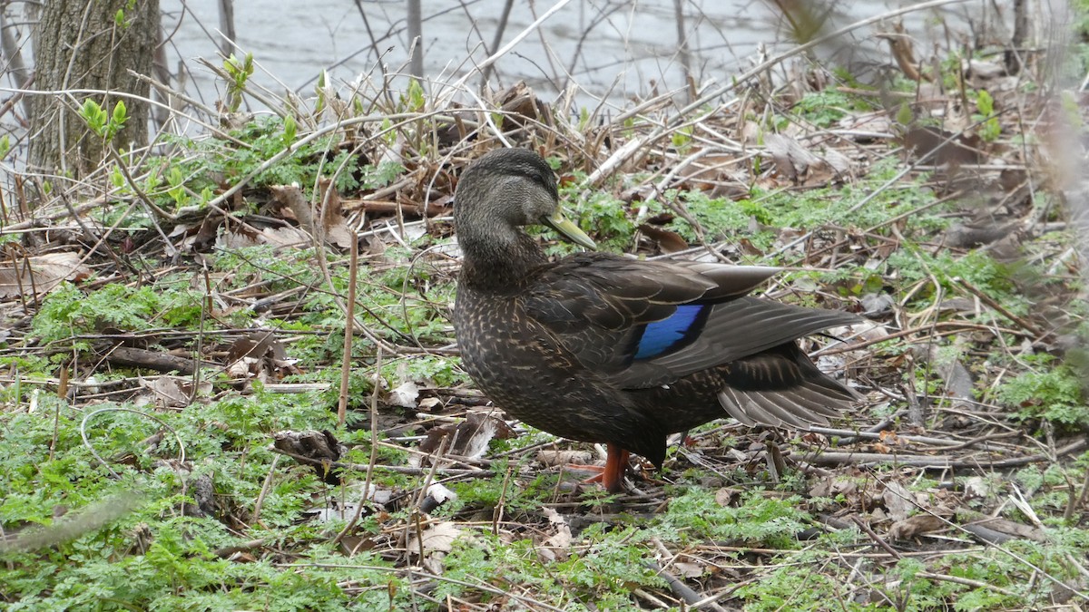 American Black Duck - ML617516884