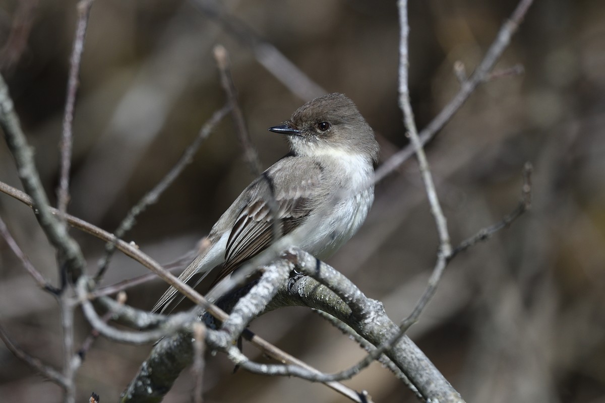 Eastern Phoebe - ML617516937