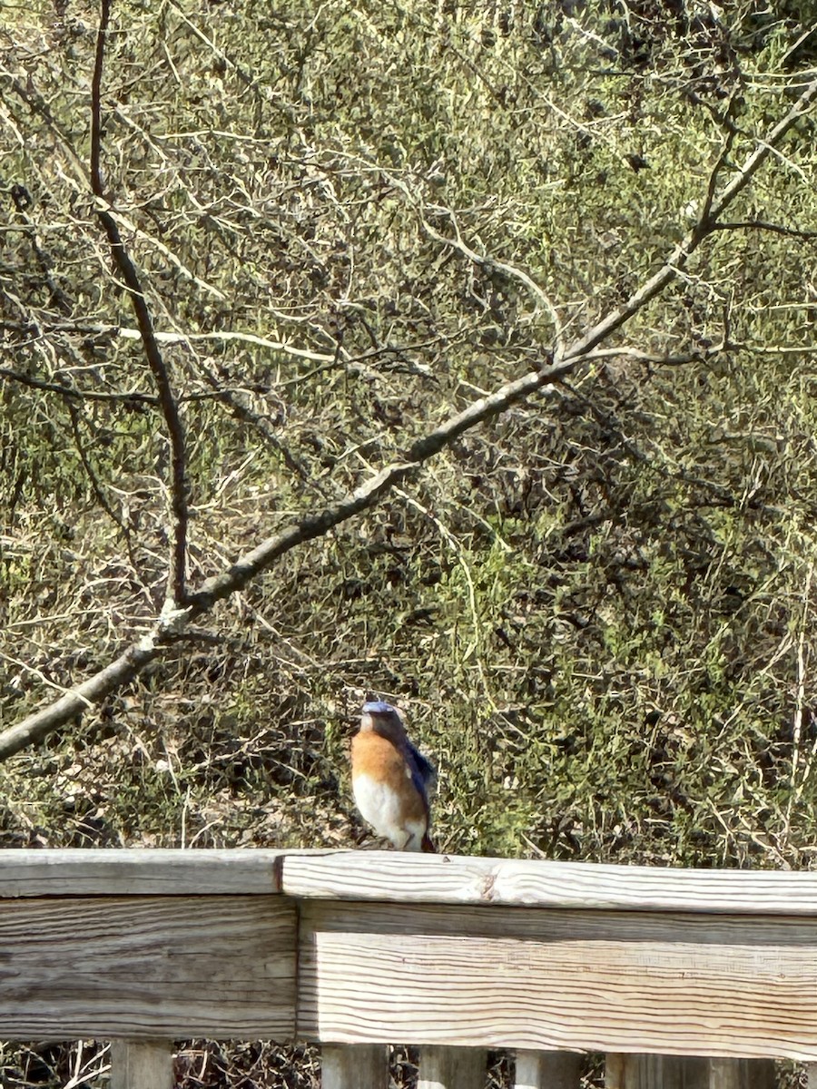 Eastern Bluebird - Charles Zetterstrom