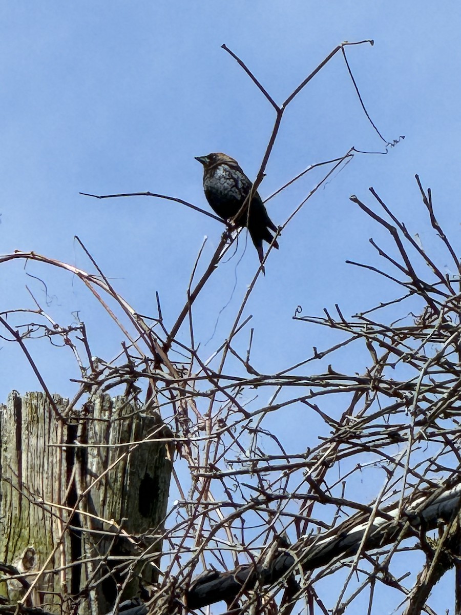 Brown-headed Cowbird - ML617516946