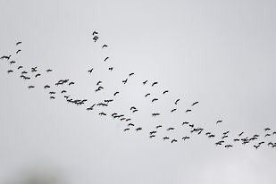 Glossy Ibis - ML617516958