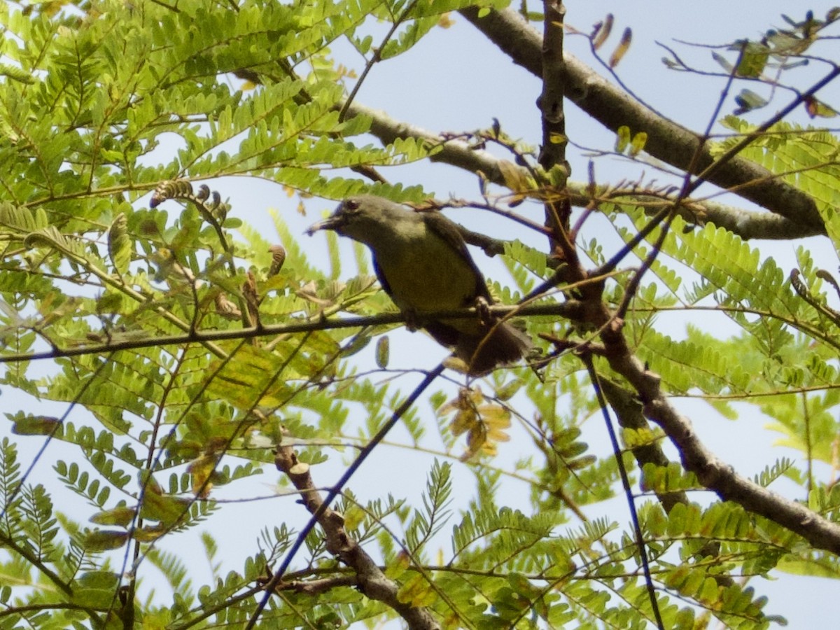 Brown-throated Sunbird - Alisha Tay