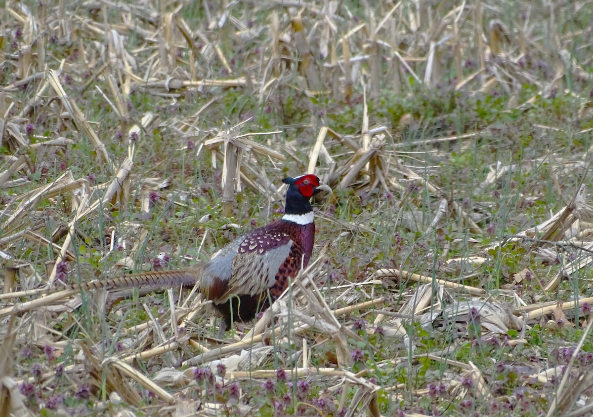 Ring-necked Pheasant - Su Snyder