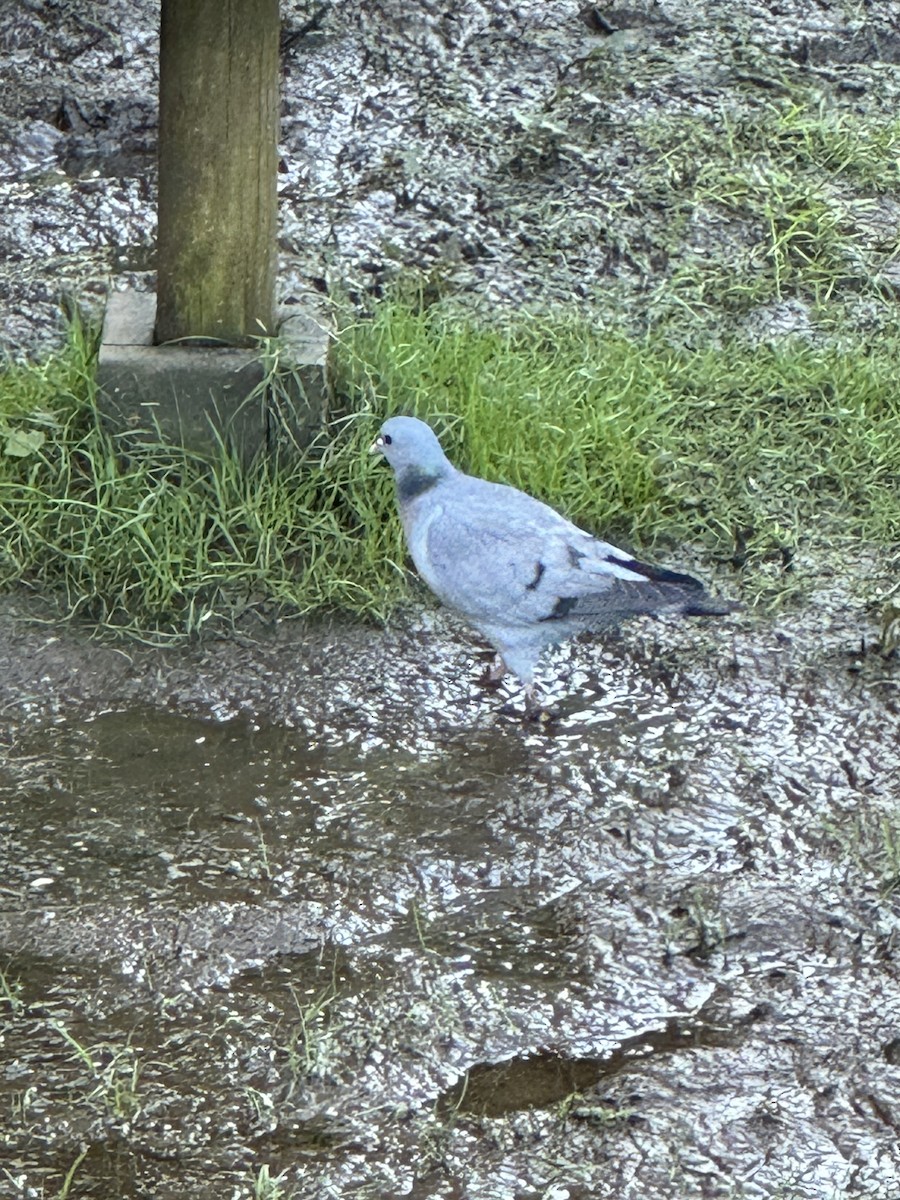 Stock Dove - ML617517076