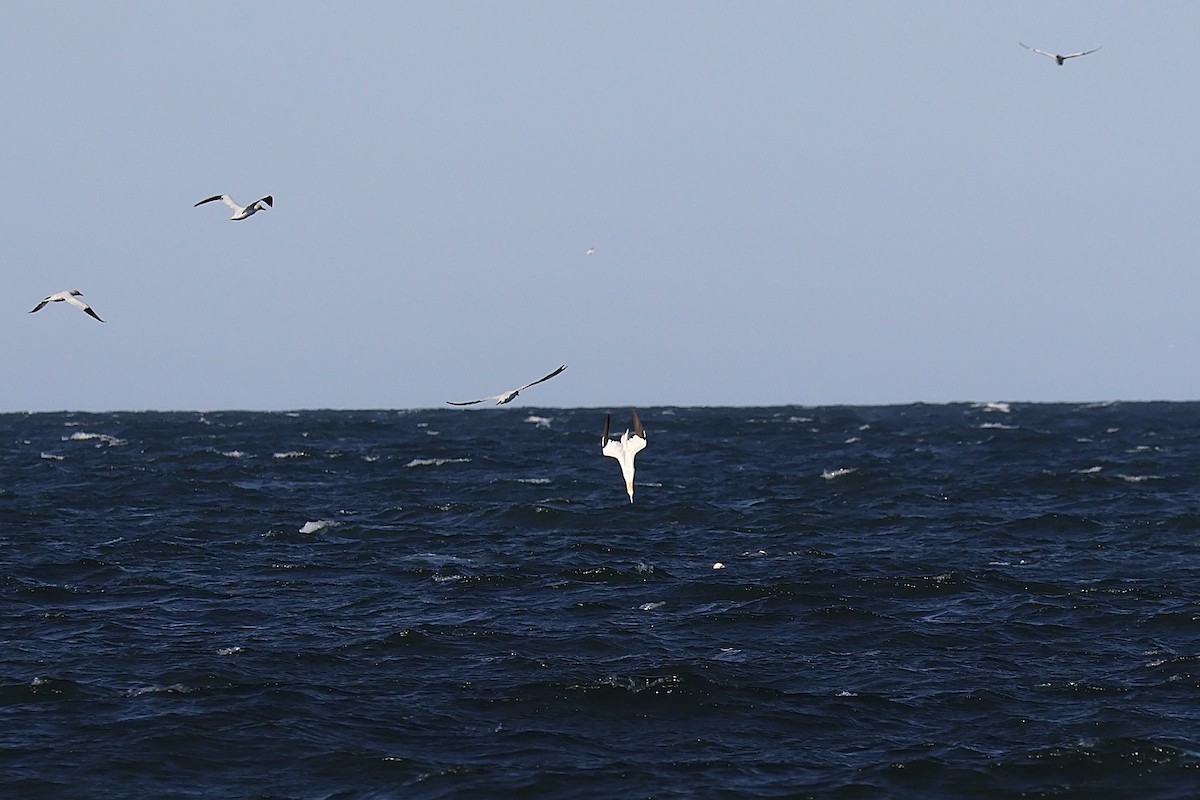 Northern Gannet - Ethan Seufert