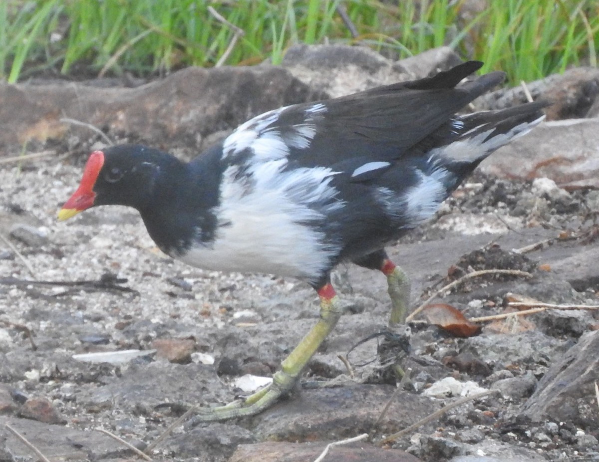 Хажилгат түнжүүр - ML617517112