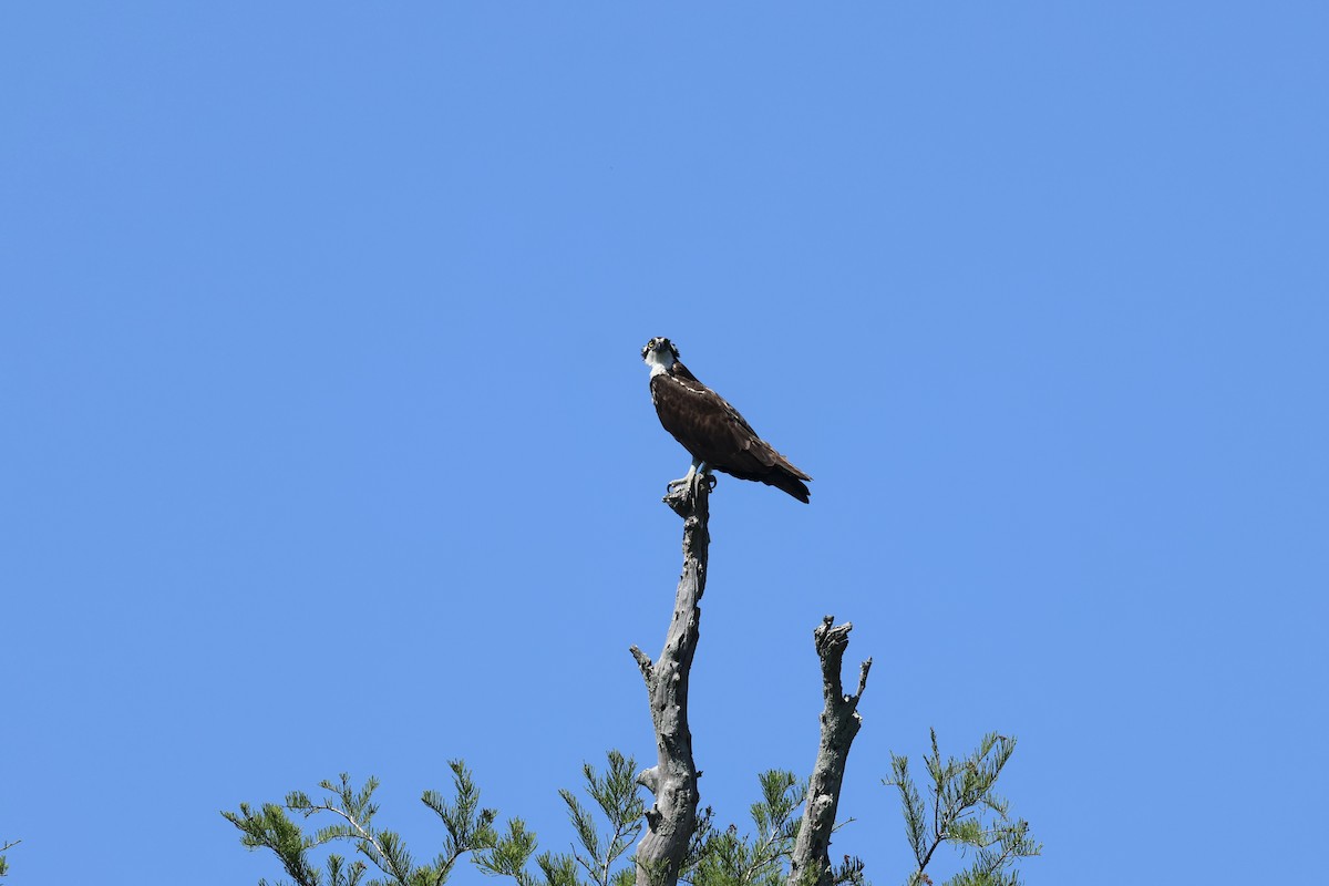 Balbuzard pêcheur - ML617517192