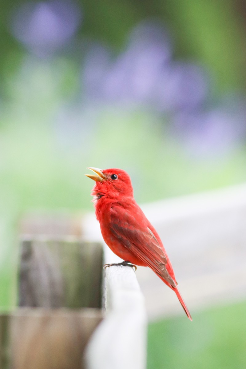 Summer Tanager - ML617517196