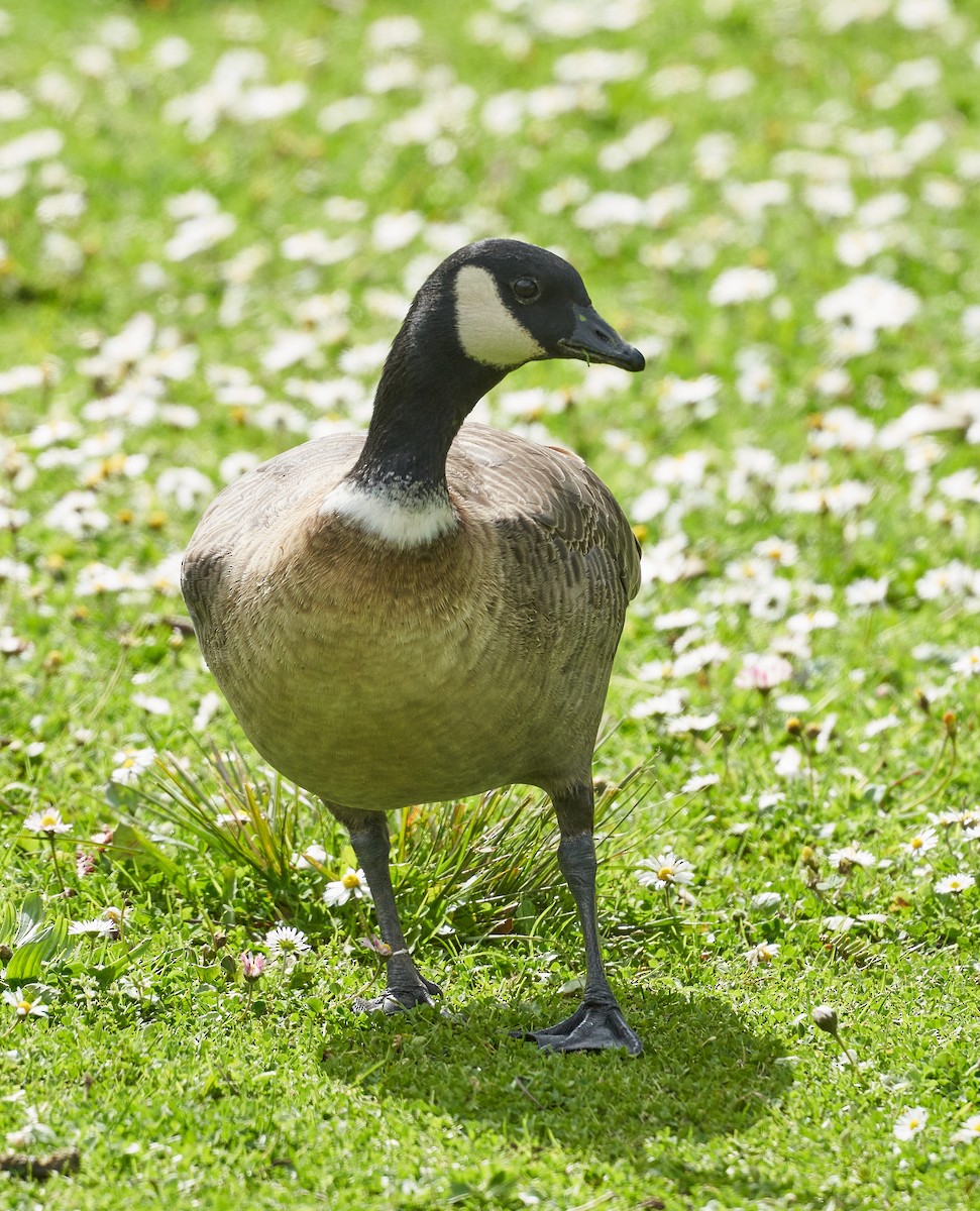 Cackling Goose - Brooke Miller