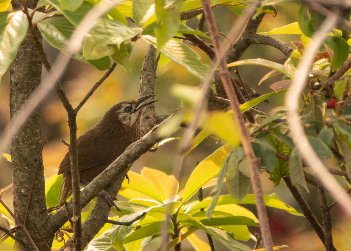 Spiny Babbler - ML617517291