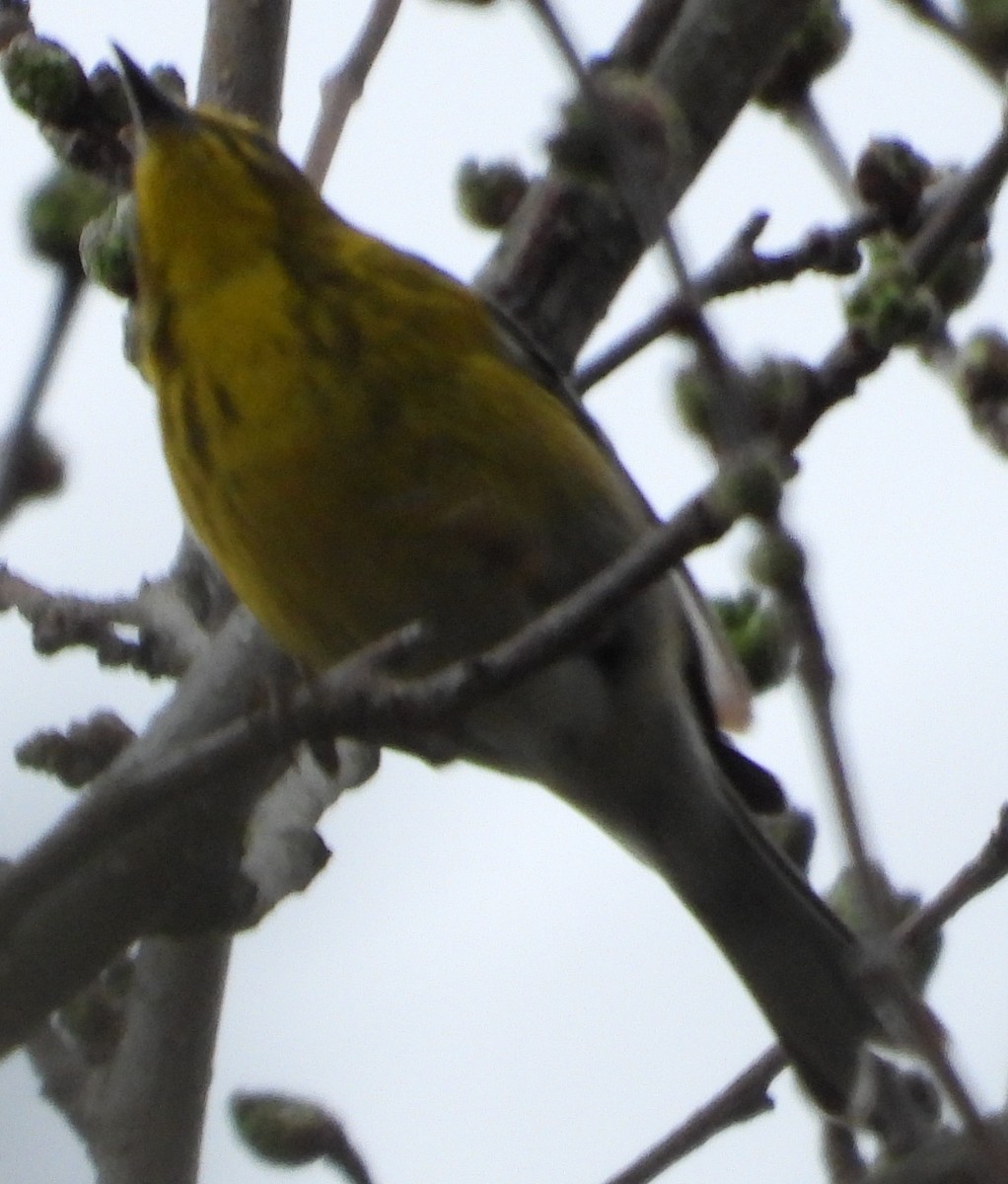 Pine Warbler - ML617517316