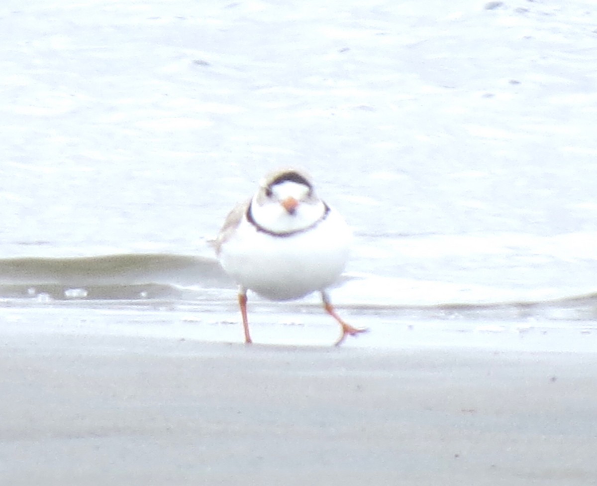 Piping Plover - ML617517322