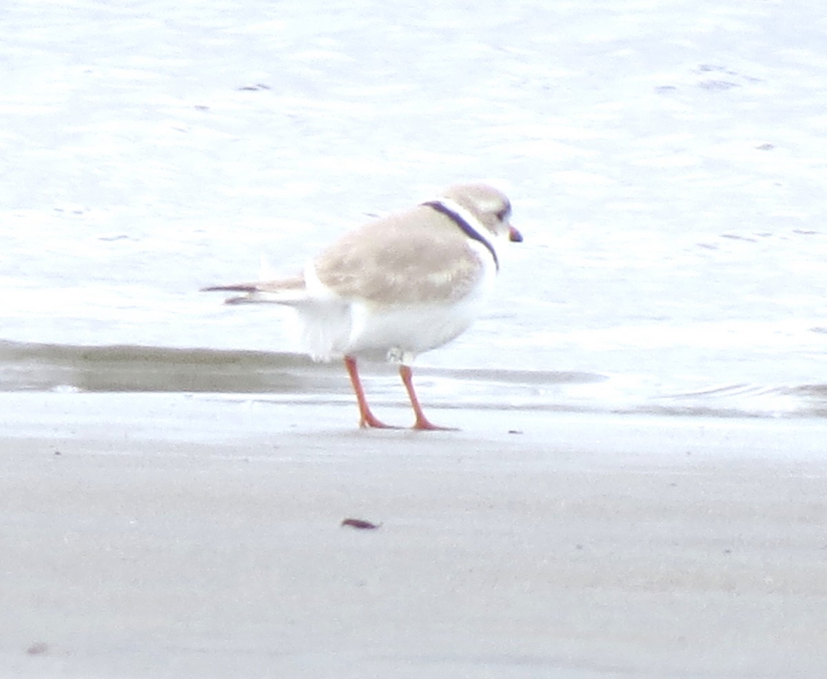 Piping Plover - ML617517327