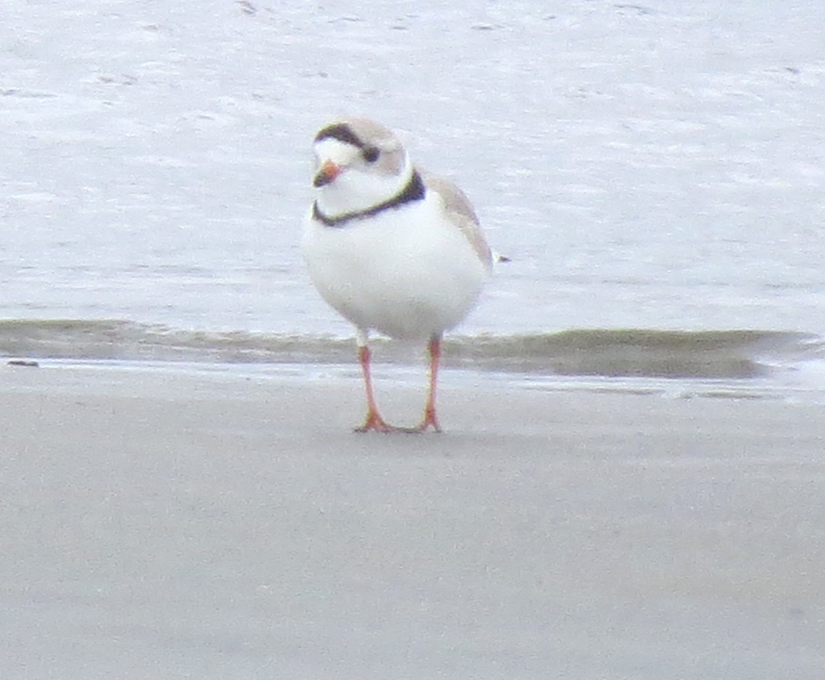 Piping Plover - ML617517332
