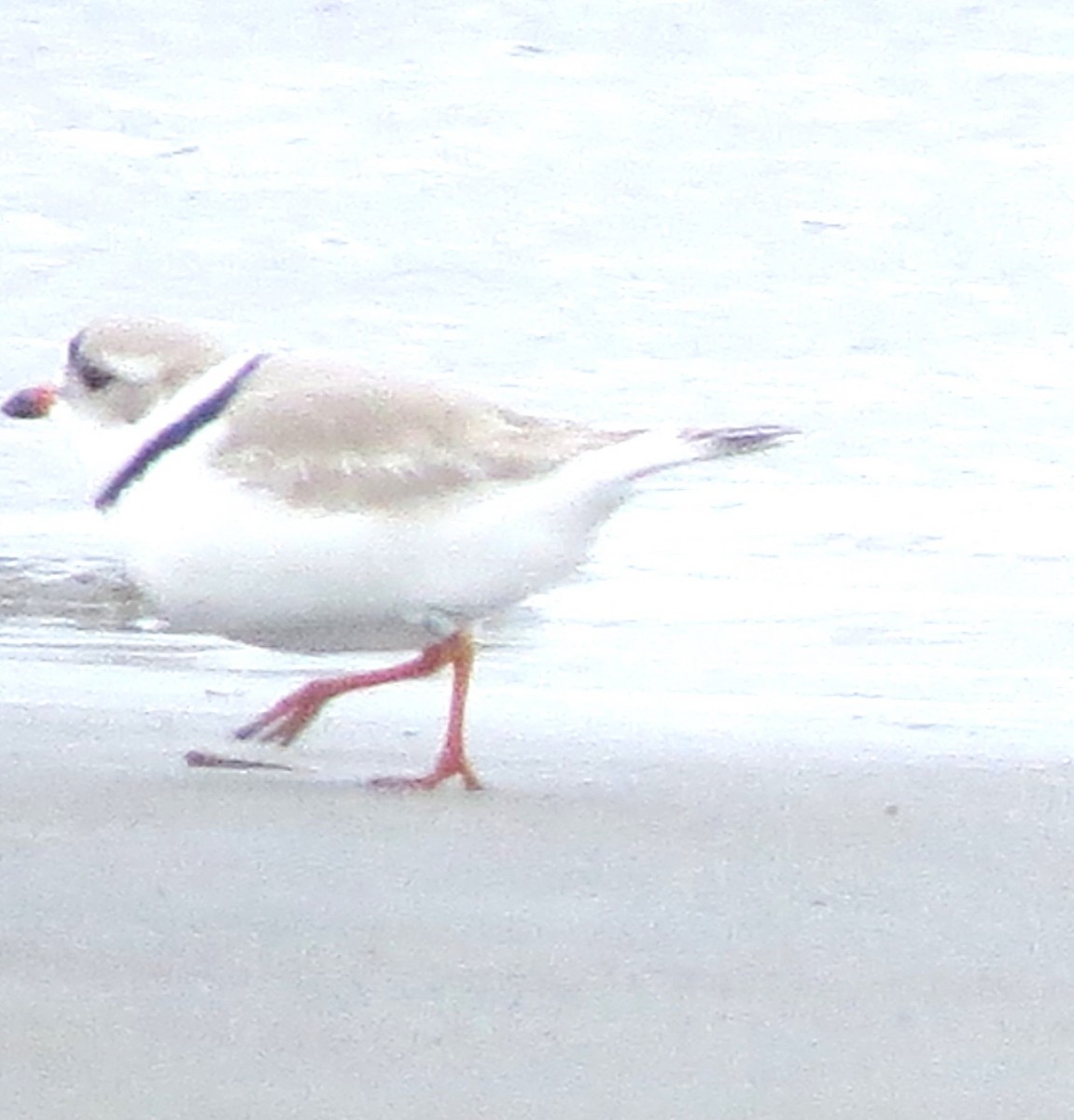 Piping Plover - ML617517334