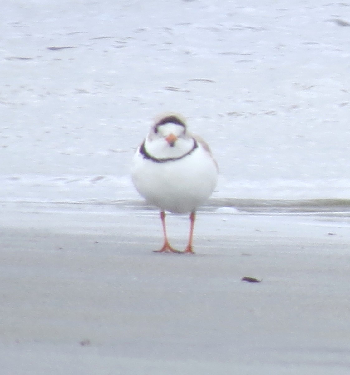 Piping Plover - ML617517348