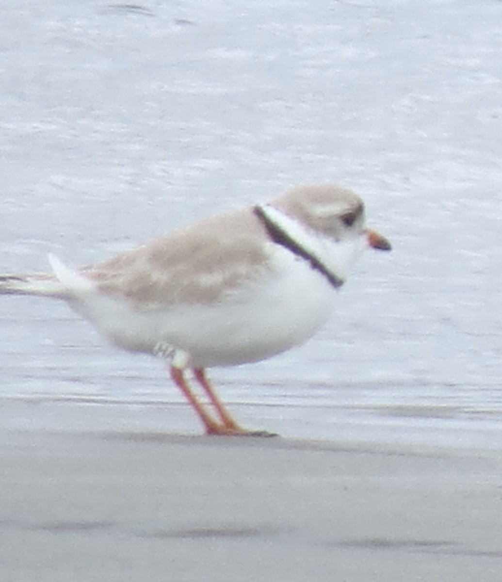 Piping Plover - ML617517352