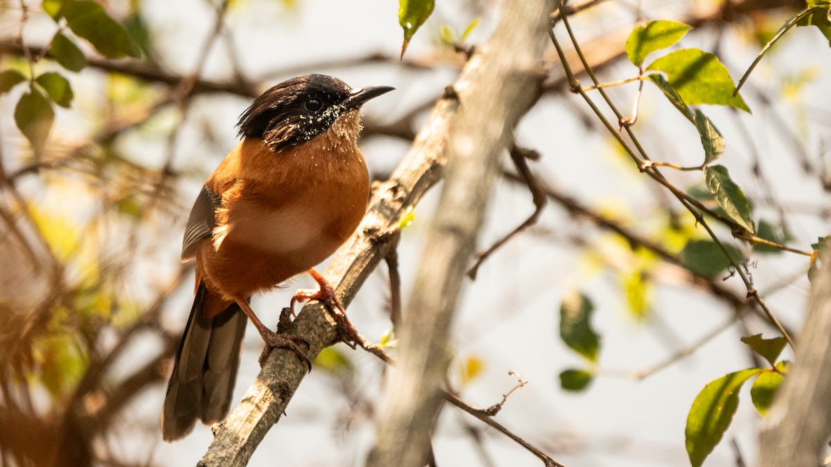 Rufous Sibia - ML617517358