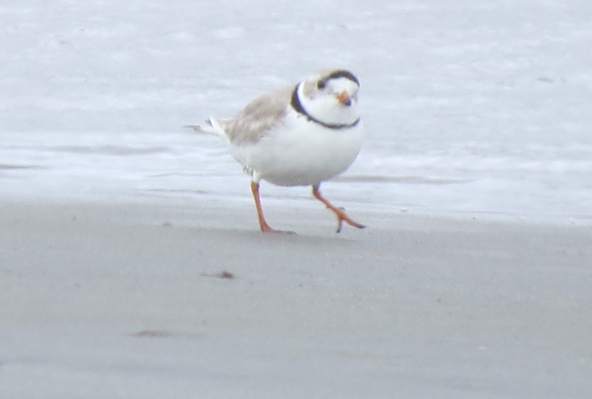 Piping Plover - ML617517359