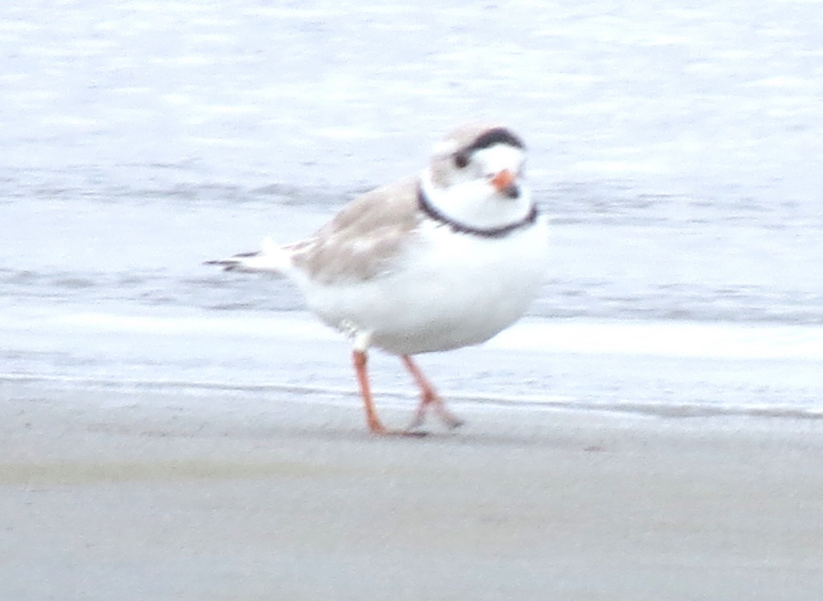 Piping Plover - ML617517366