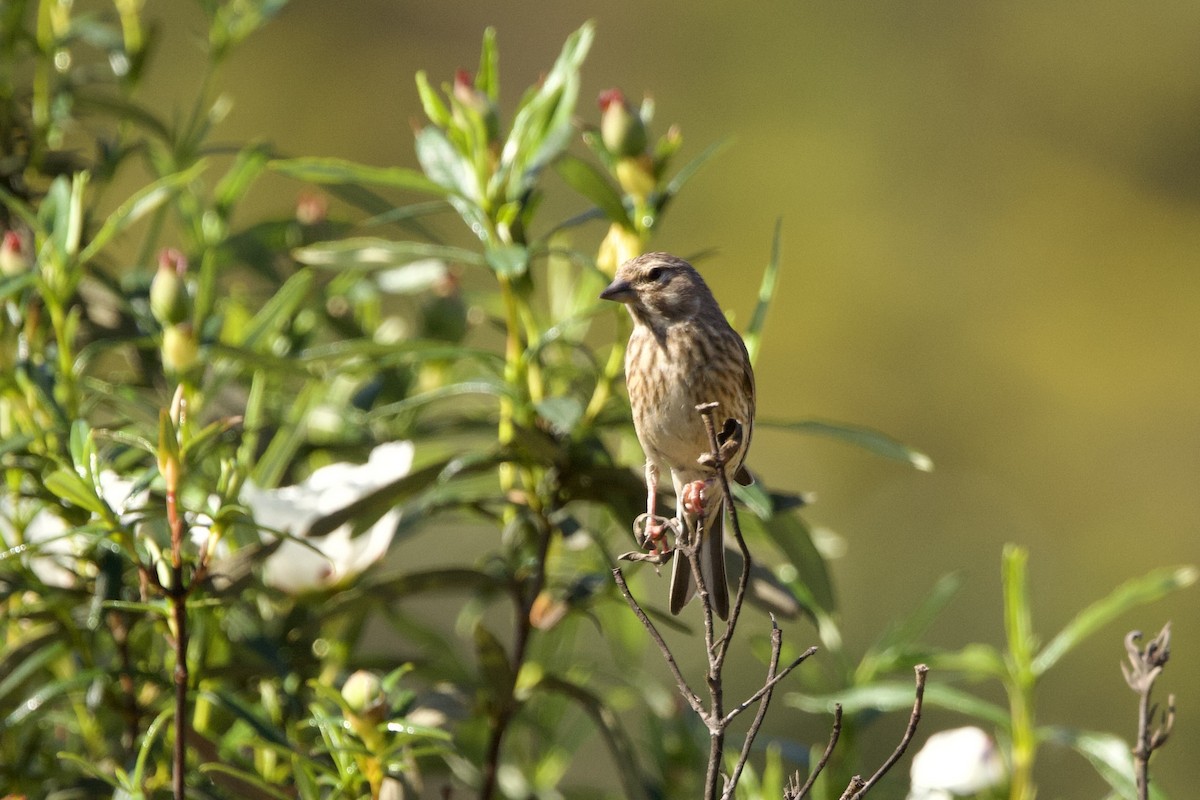 Eurasian Linnet - ML617517375