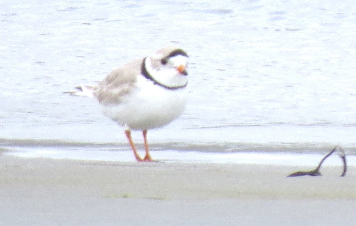 Piping Plover - ML617517379