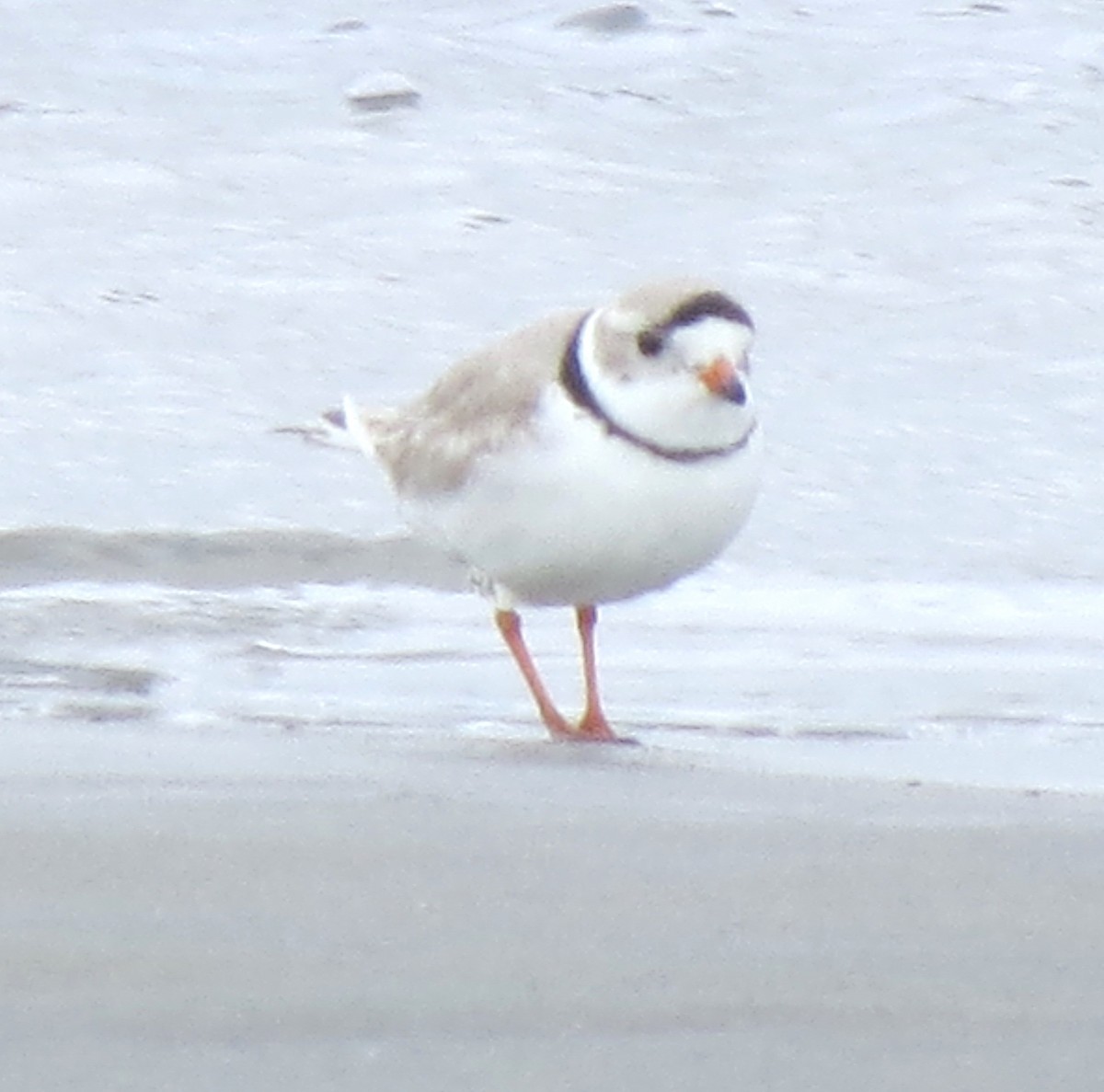 Piping Plover - ML617517381