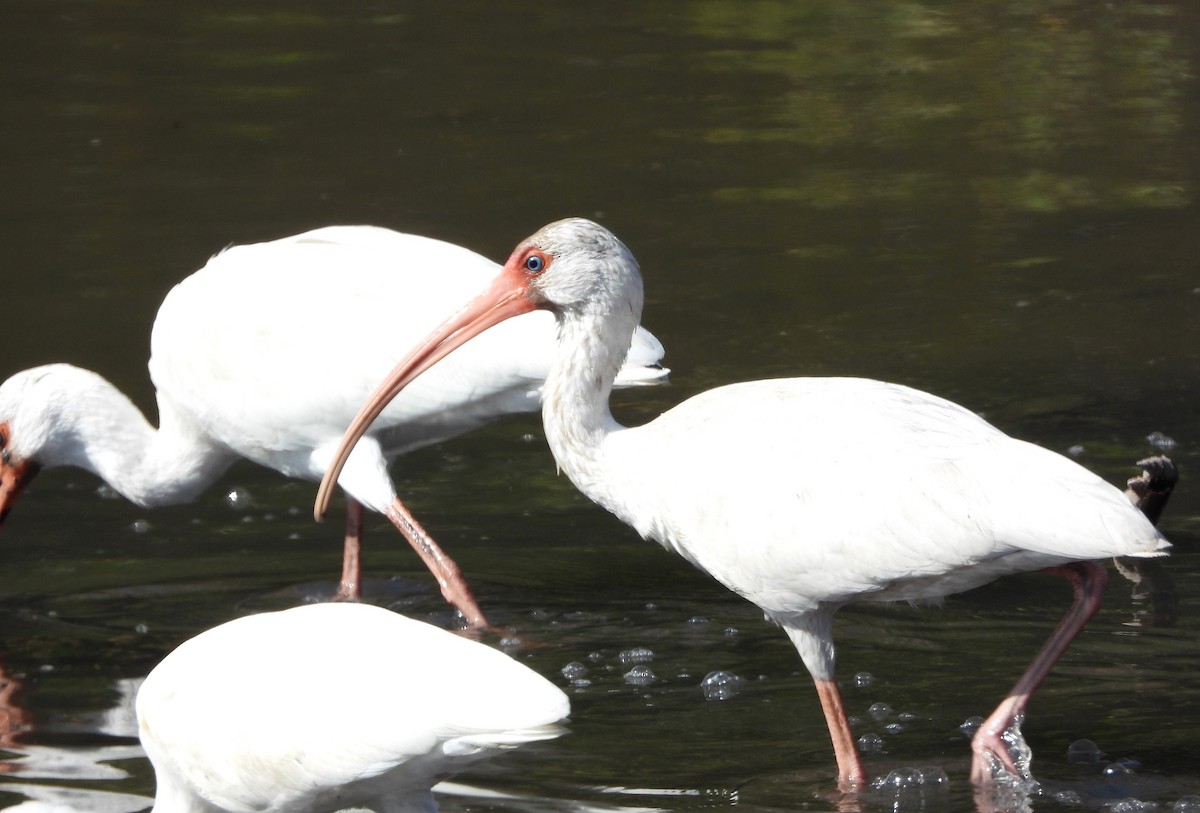 ibis bílý - ML617517390
