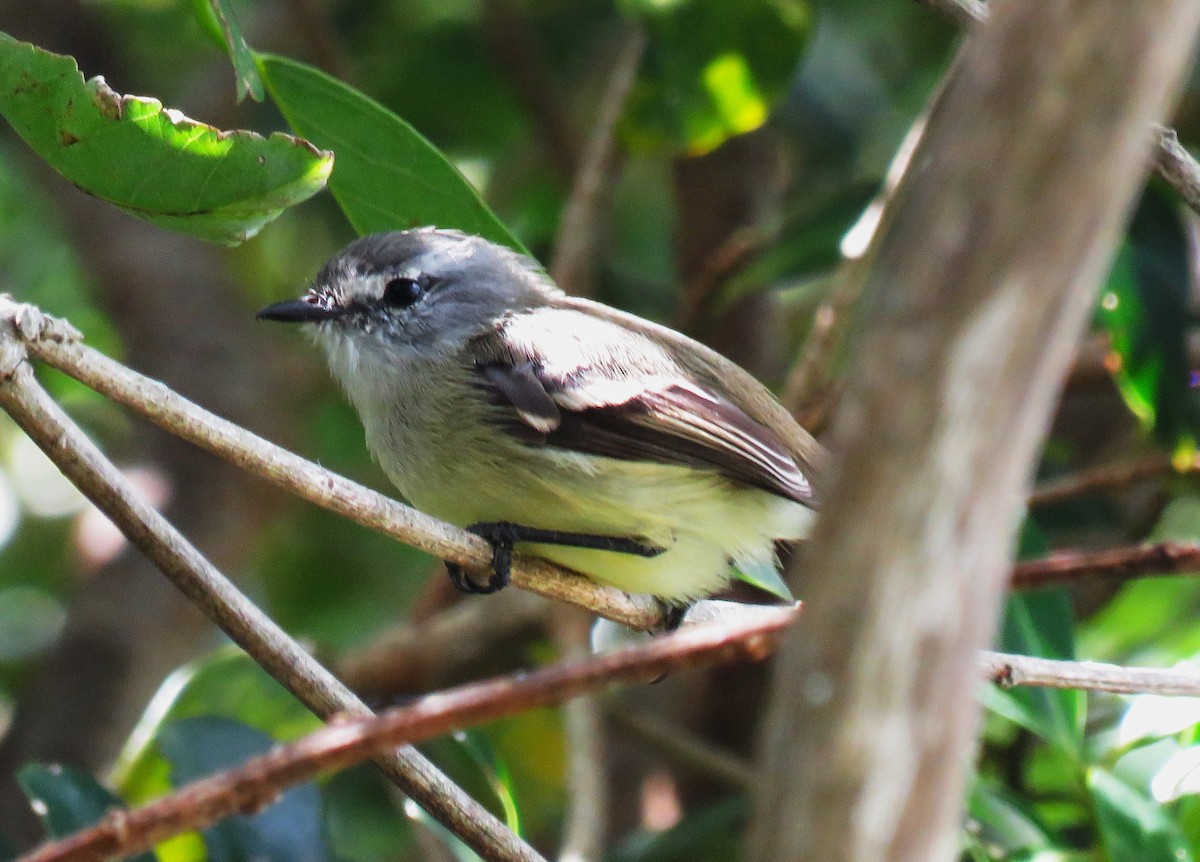 Straneck's Tyrannulet - ML617517435