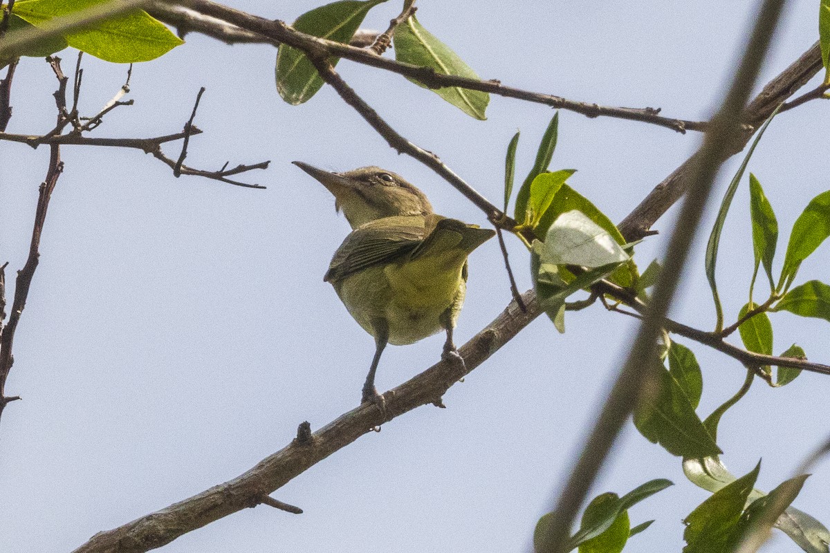 Black-whiskered Vireo - eugenio lopez-garza