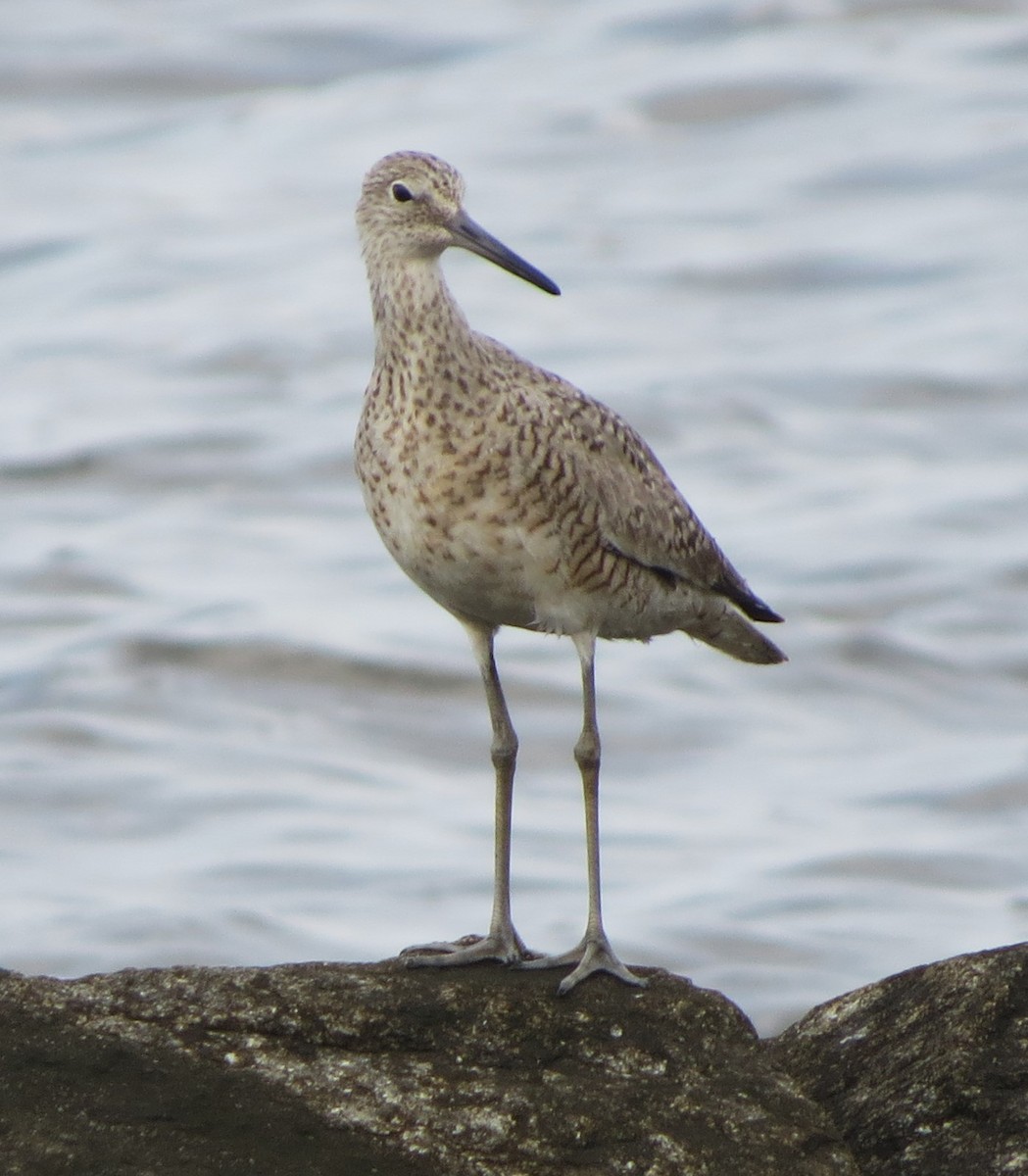 Willet - ML617517559