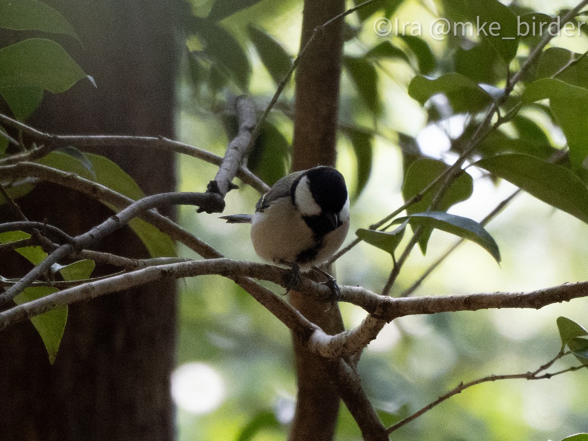 Japanese Tit (Japanese) - ML617517570